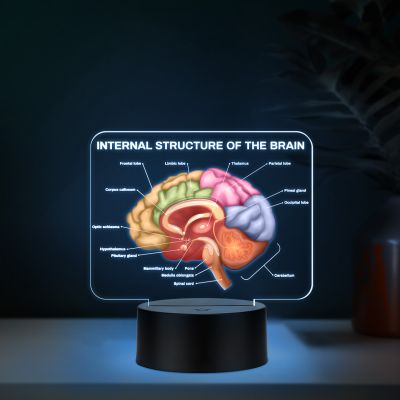 3D Illusion Internal Structure of The Brain LED Lamp, Anatomical Brain Model Night Light with Color Changing Black Base, Educational Medical Decor Science Student & Doctor Clinic Decor